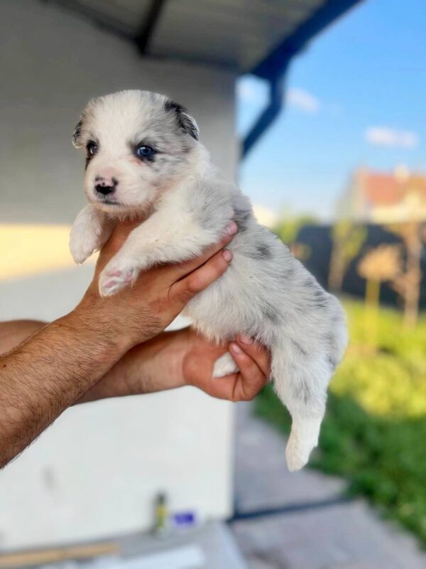 Anshtay Border Collie