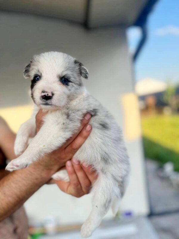 Anshtay Border Collie