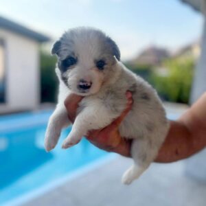 Anshtay Border Collie