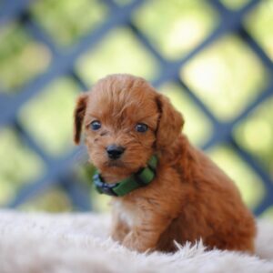 Anthrax Cavapoo