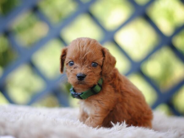 Anthrax Cavapoo