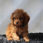 Anthrax-male-cavapoo-puppy-for-sale- (1)