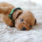 Anthrax-male-cavapoo-puppy-for-sale-1 (2)