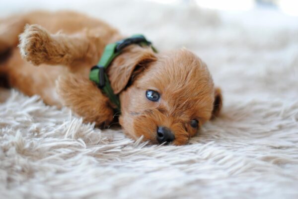 Anthrax Cavapoo