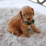 Anthrax-male-cavapoo-puppy-for-sale-1 (3)