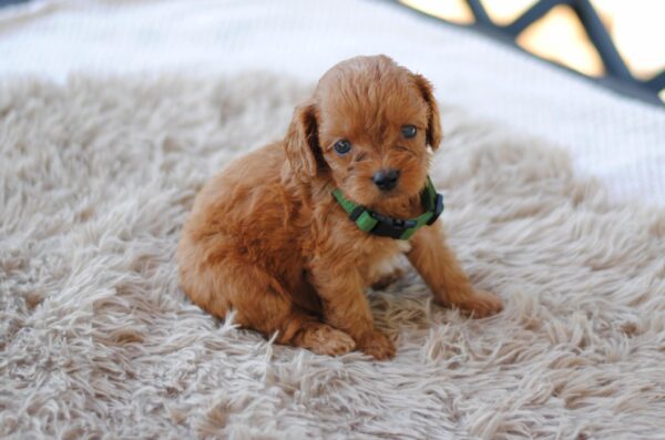Anthrax Cavapoo
