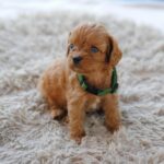 Anthrax-male-cavapoo-puppy-for-sale-1 (4)