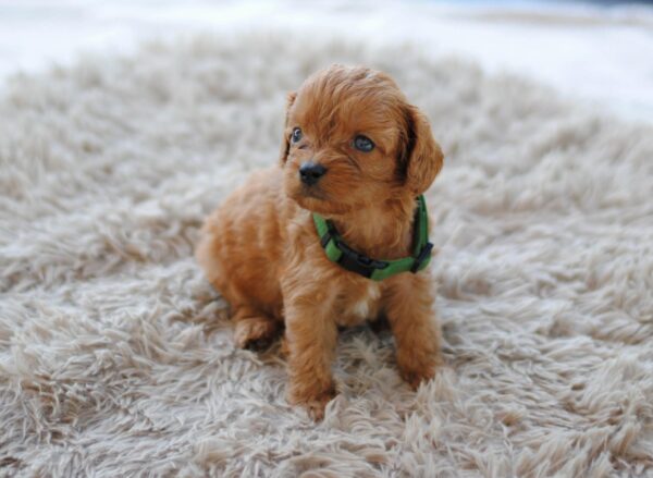 Anthrax Cavapoo