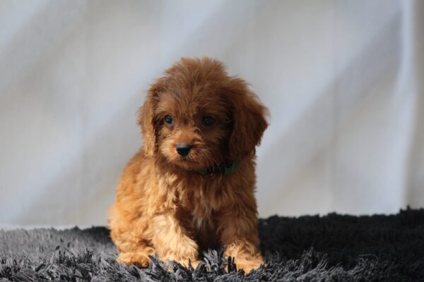 Anthrax Cavapoo