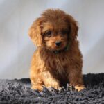 Anthrax-male-cavapoo-puppy-for-sale- (2)