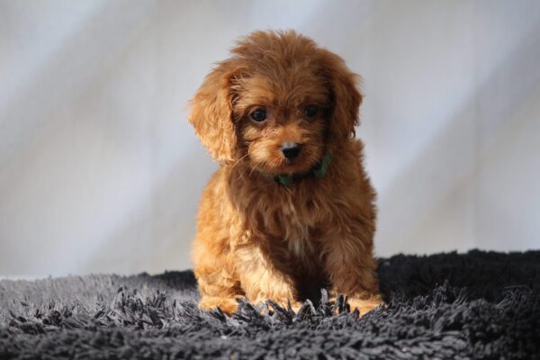 Anthrax Cavapoo