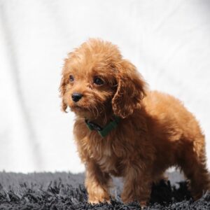 Anthrax Cavapoo