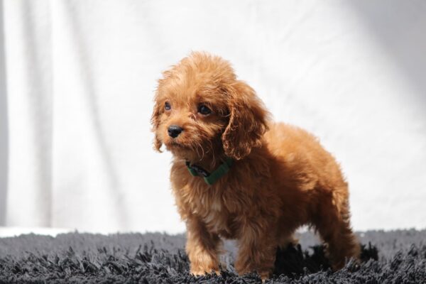 Anthrax Cavapoo
