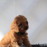 Anthrax-male-cavapoo-puppy-for-sale- (4)
