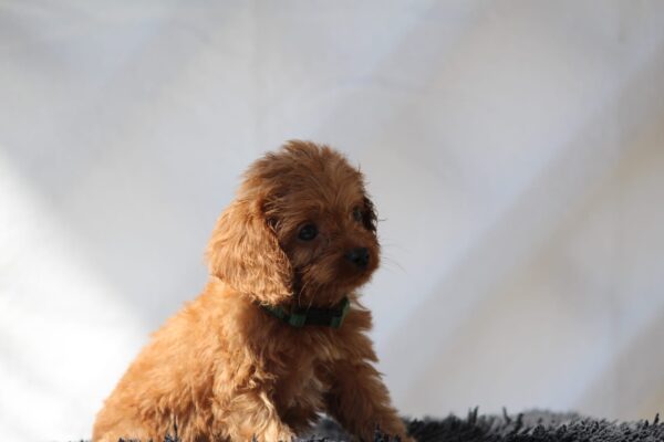 Anthrax Cavapoo