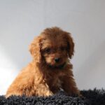 Anthrax-male-cavapoo-puppy-for-sale- (5)