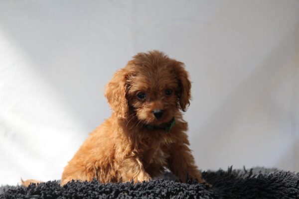Anthrax Cavapoo