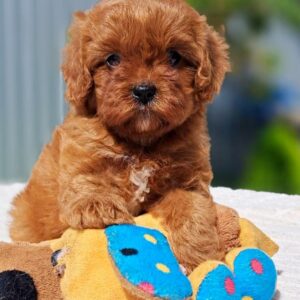 Antia Cavapoo