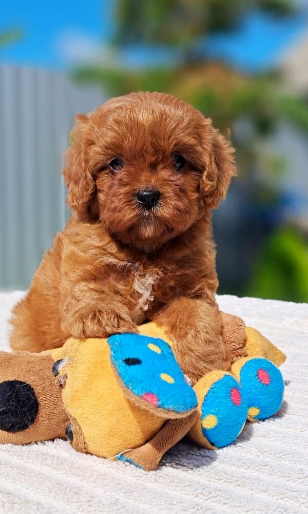 Antia Cavapoo