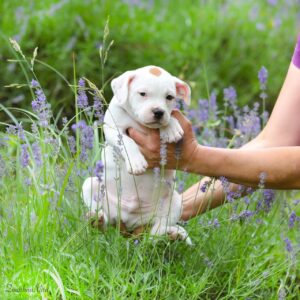 Apache Staffordshire Bull Terrier