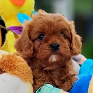 Apollo Cavapoo