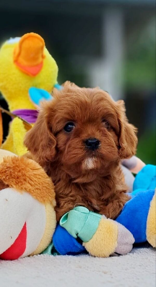 Apollo Cavapoo