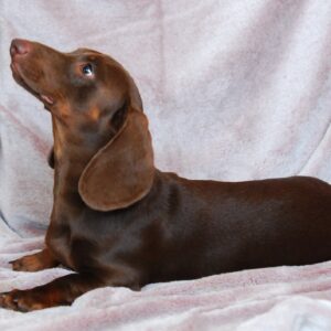 Archie Miniature Dachshund