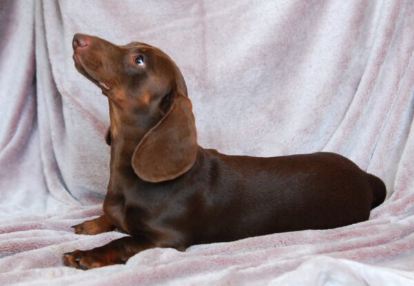 Archie Miniature Dachshund