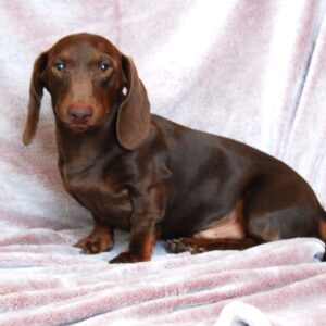 Archie Miniature Dachshund