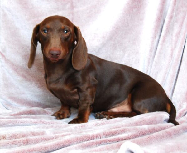 Archie Miniature Dachshund