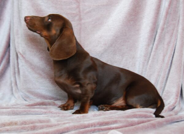 Archie Miniature Dachshund