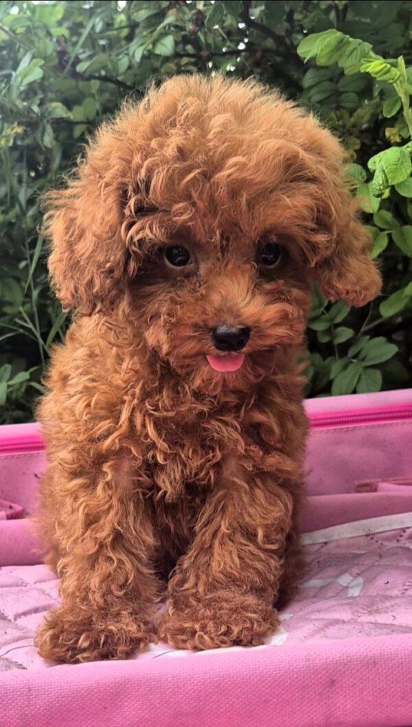 Ares Toy Poodle