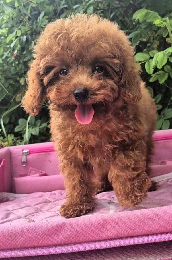 Ares Toy Poodle
