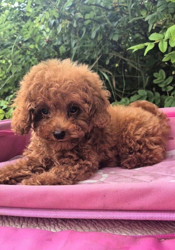 Ares Toy Poodle