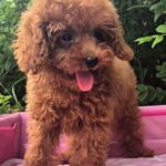 Iking Toy Poodle