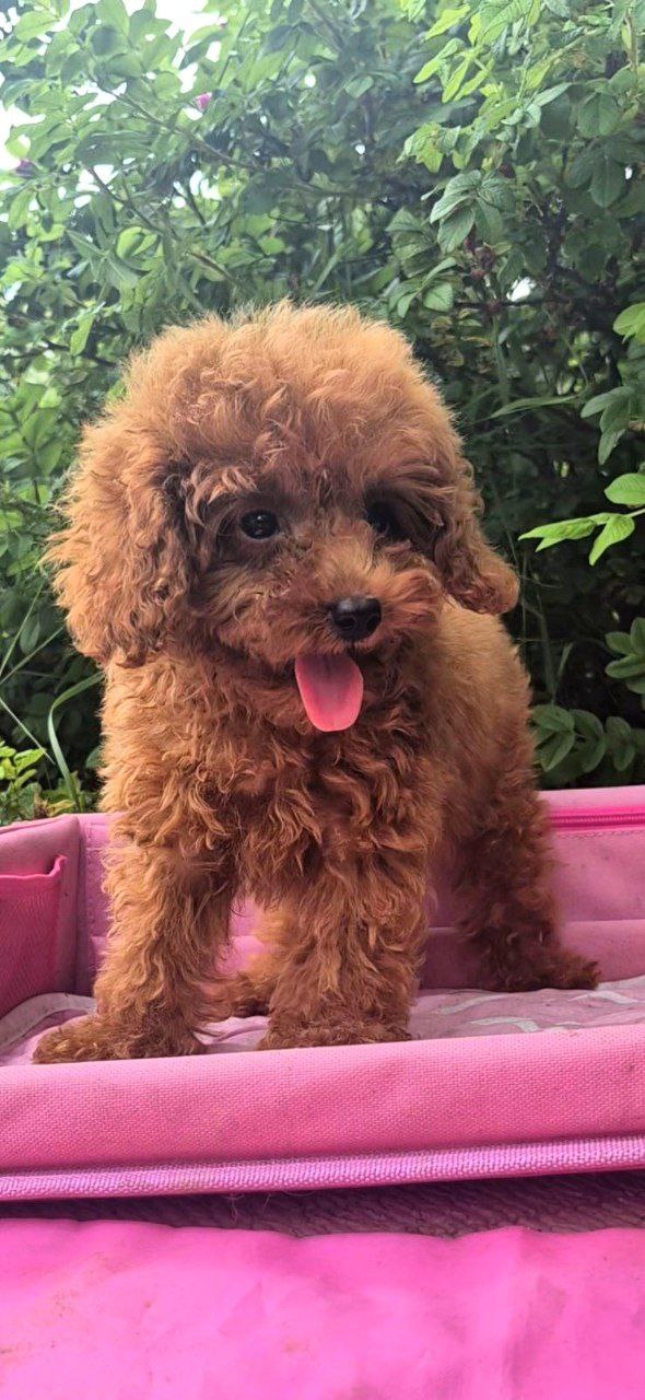 Ares Toy Poodle