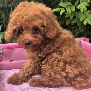 Ares Toy Poodle