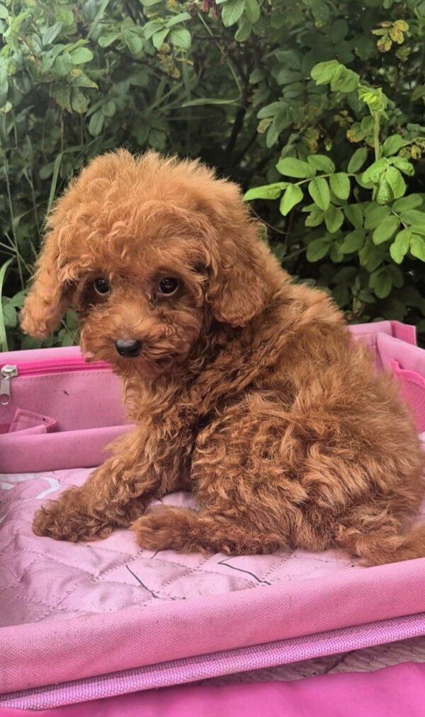 Ares Toy Poodle