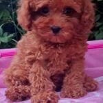Deymond Toy Poodle
