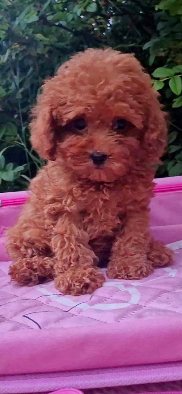 Aria Toy Poodle
