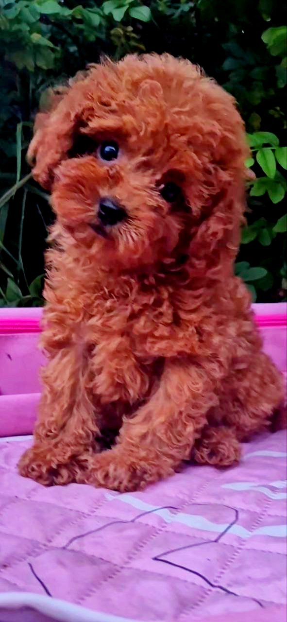 Aria Toy Poodle