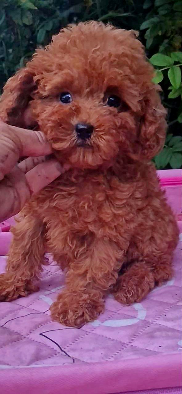Aria Toy Poodle