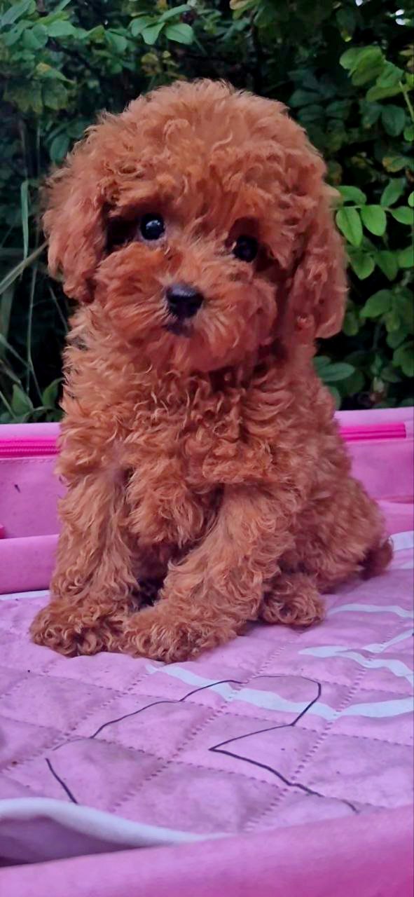 Aria Toy Poodle