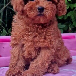 Aria Toy Poodle