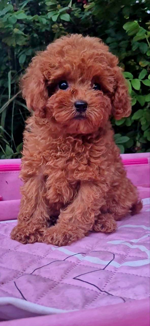 Aria Toy Poodle
