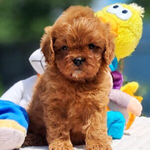 Arman Cavapoo