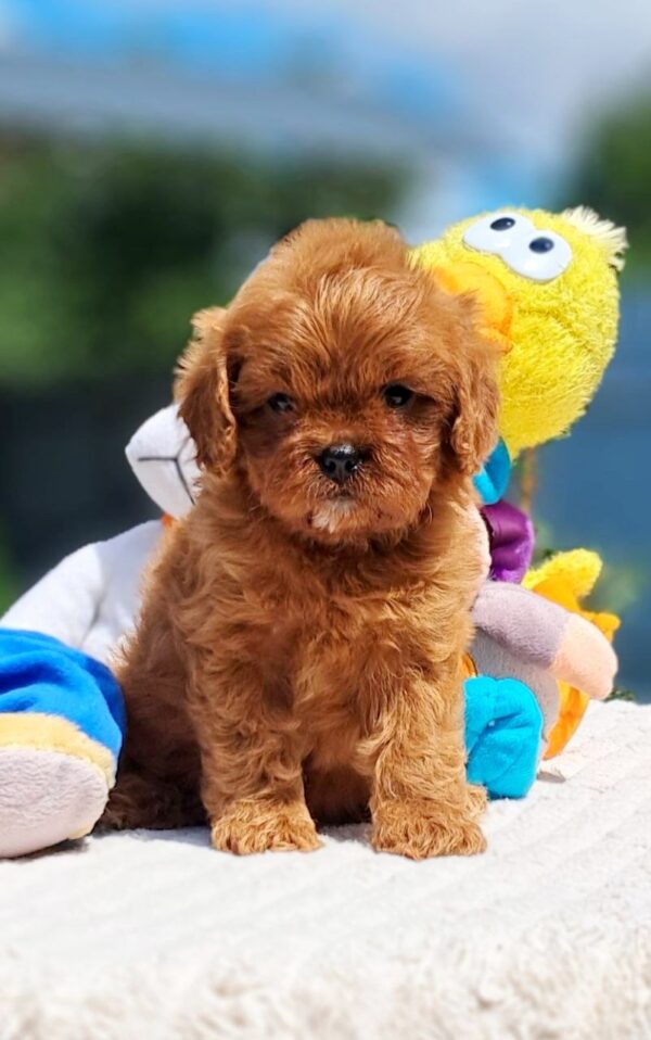Arman Cavapoo
