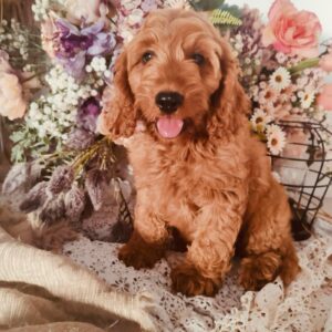 Ashby Cockapoo