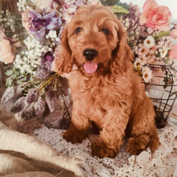 Ashby Cockapoo