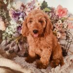 Ashby-male-cockapoo-puppy-for-sale- (2)